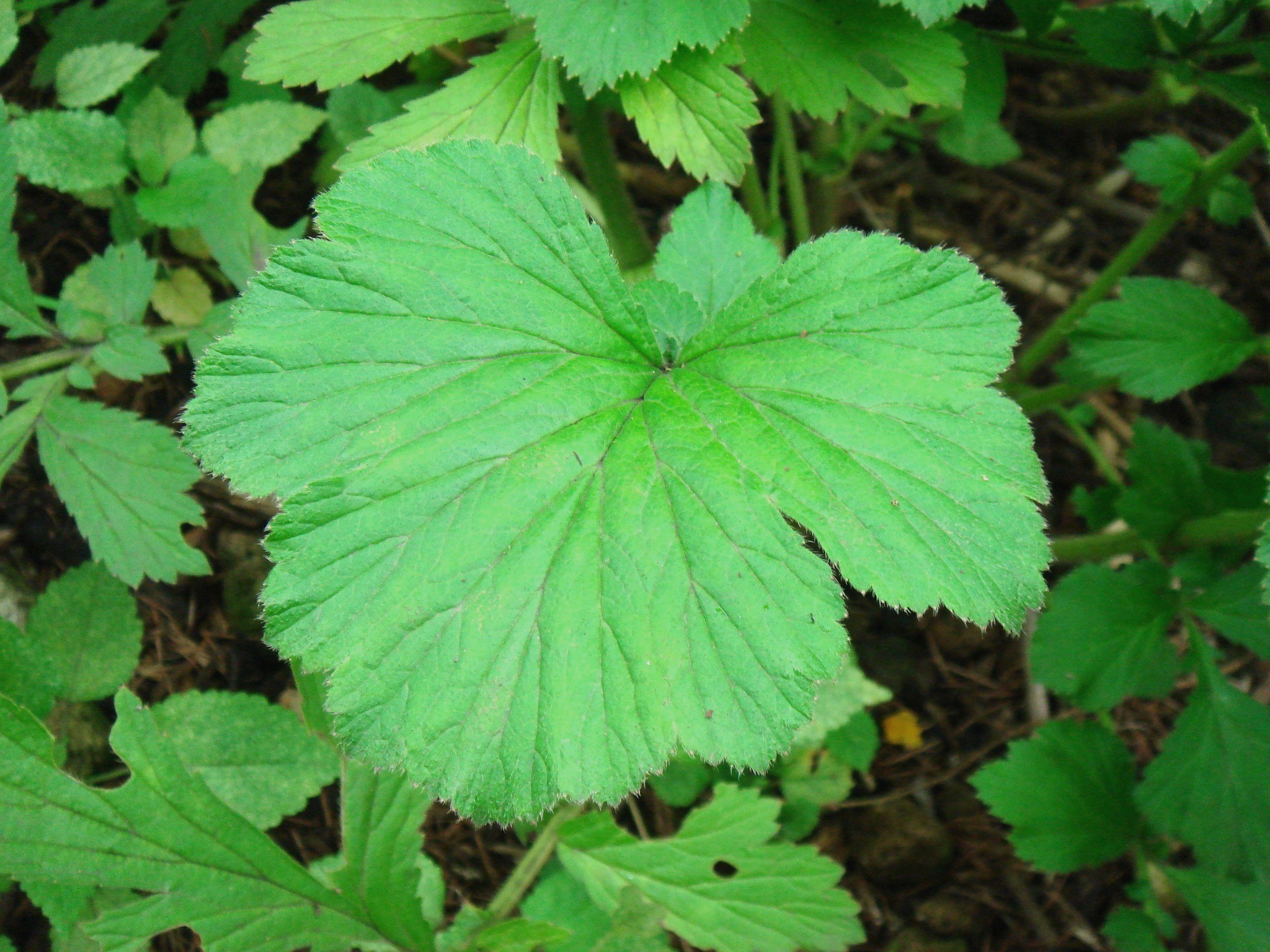 Geum aleppicum Jacquin